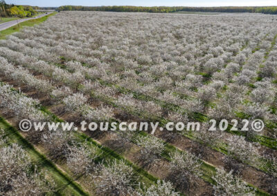 Cherry Orchard in bloom, Sister Bay, WI photo