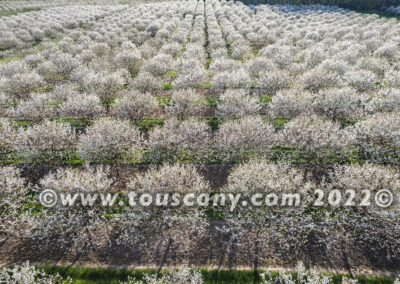 Cherry Orchard in bloom, Sister Bay, WI photo