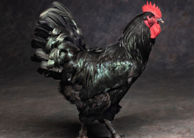 Breed: Blue Langshan chicken photo