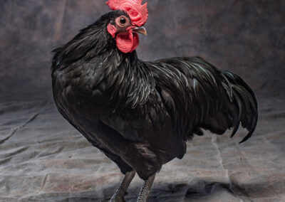 Breed: Bantam Australaup Chicken Photo