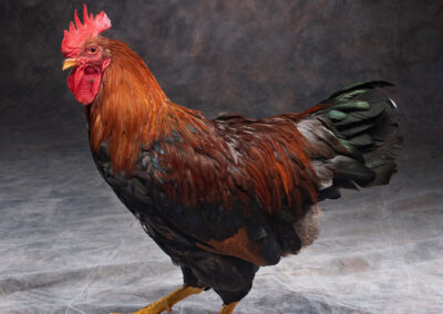 Breed: Welsummer chicken photo