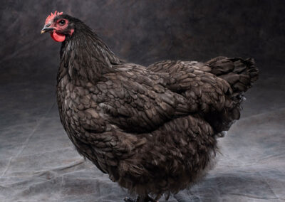 Breed: Blue Orpington Chicken photo