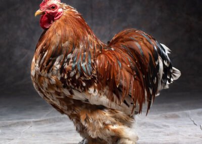 Breed: Bantam-Millie-Fleur-Cochin Chicken photo