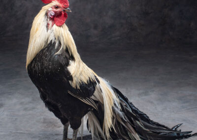 Breed: Silver Phoenix Chicken photo