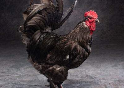 Breed: Black Langshan Chicken photo