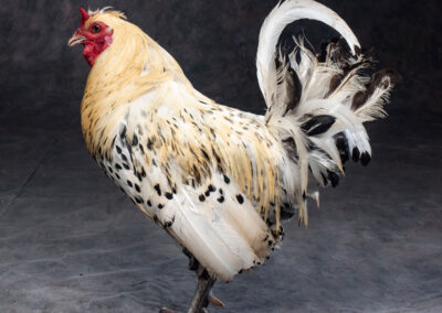Breed: Spitzhaunen chicken photo