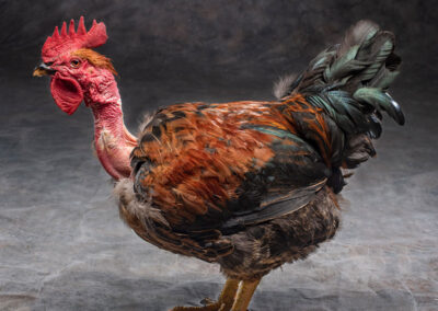 Breed: Turken Chicken Photo