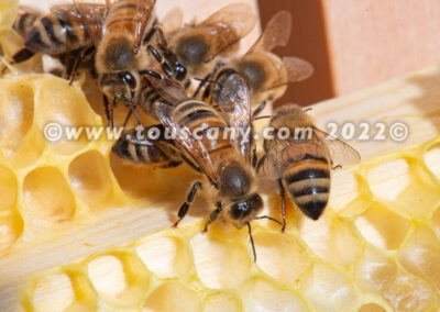 Buckfast Honey Bees photo