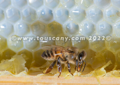 Buckfast Honey Bee photo