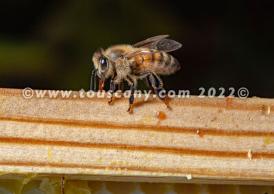 Buckfast Honey Bee photo