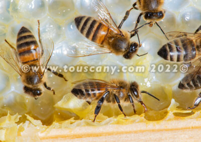 Buckfast Honey Bees photo