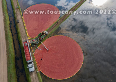 Cranberries collected into an open trailer photo