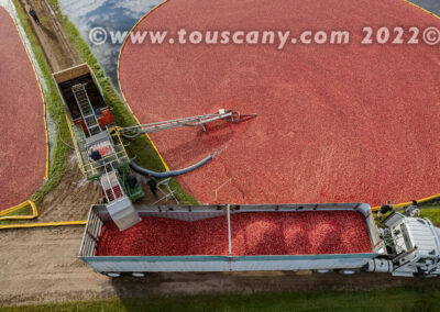 Cranberries collected into an open trailer photo