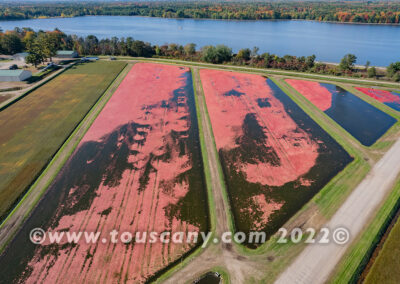 Cranberry Bogs in Biron, WI photo