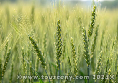 Winter Wheat photo