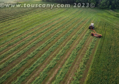 alfalfa-cutting photo