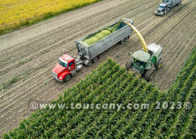 Chopping and Harvesting Corn photo