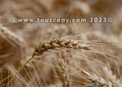 mature winter wheat ready to harvest photo