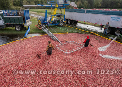 Wisconsin Cranberry Harvest photo
