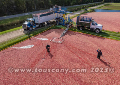 Wisconsin Cranberry Harvest photo