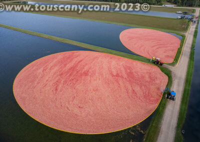 Cranberry Harvest in Tomah, WI photo