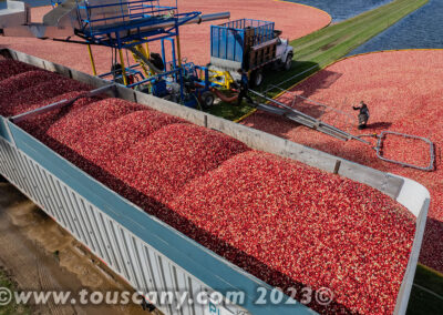 Cranberry Harvest in Tomah, WI photo