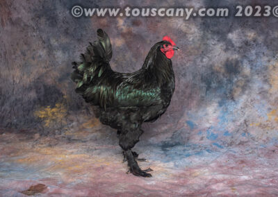 A Black Langshan cockerel rooster photo