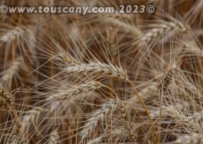 Mature winter wheat ready to harvest photo